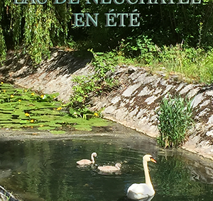 Les oiseaux d’été du lac de Neuchâtel